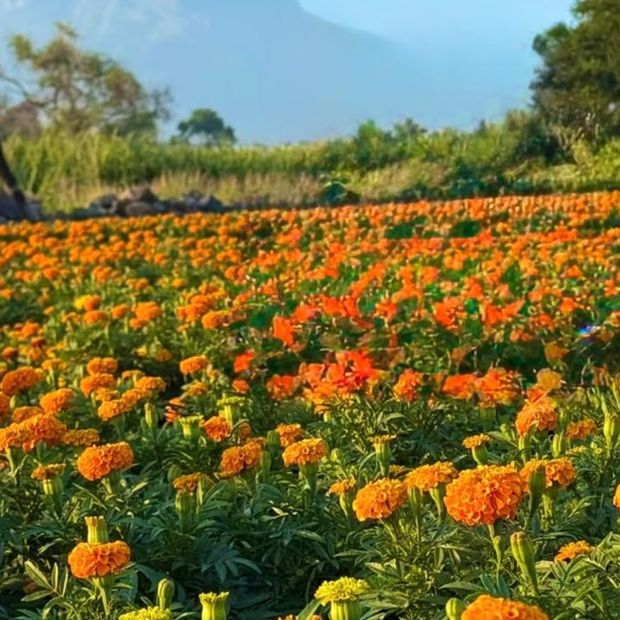 Visitar los Campos de Cempasúchil en Colima: La Tradición Anual para Día de Muertos